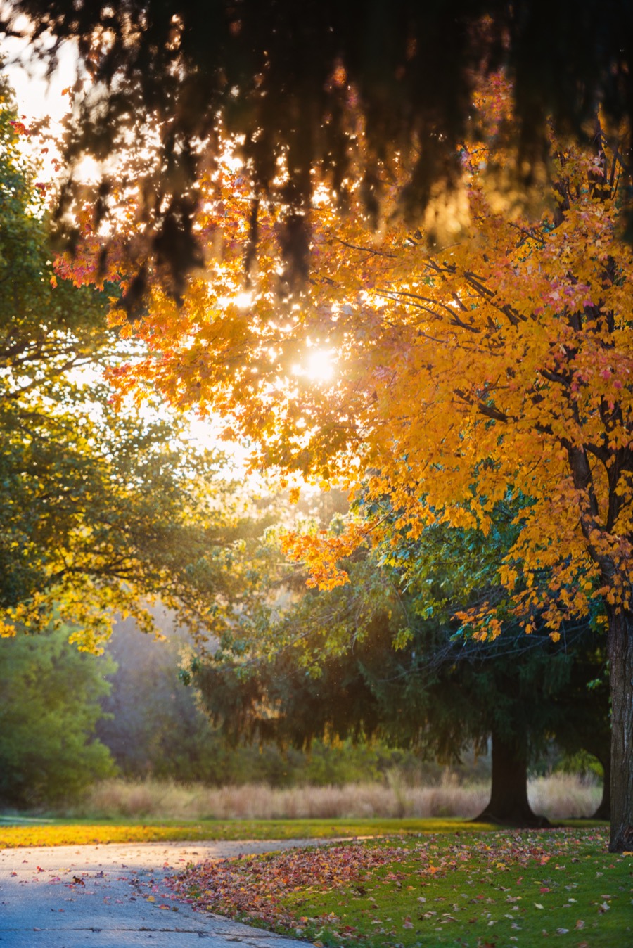 Iowa Fall