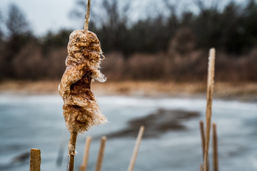 Frozen Cattails