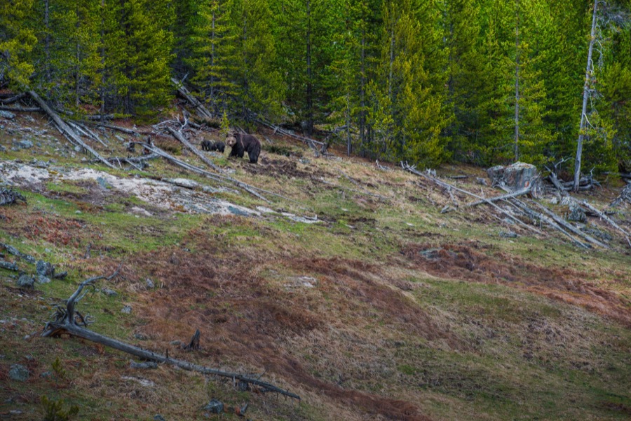 Momma & Twins Yellowstone National Park