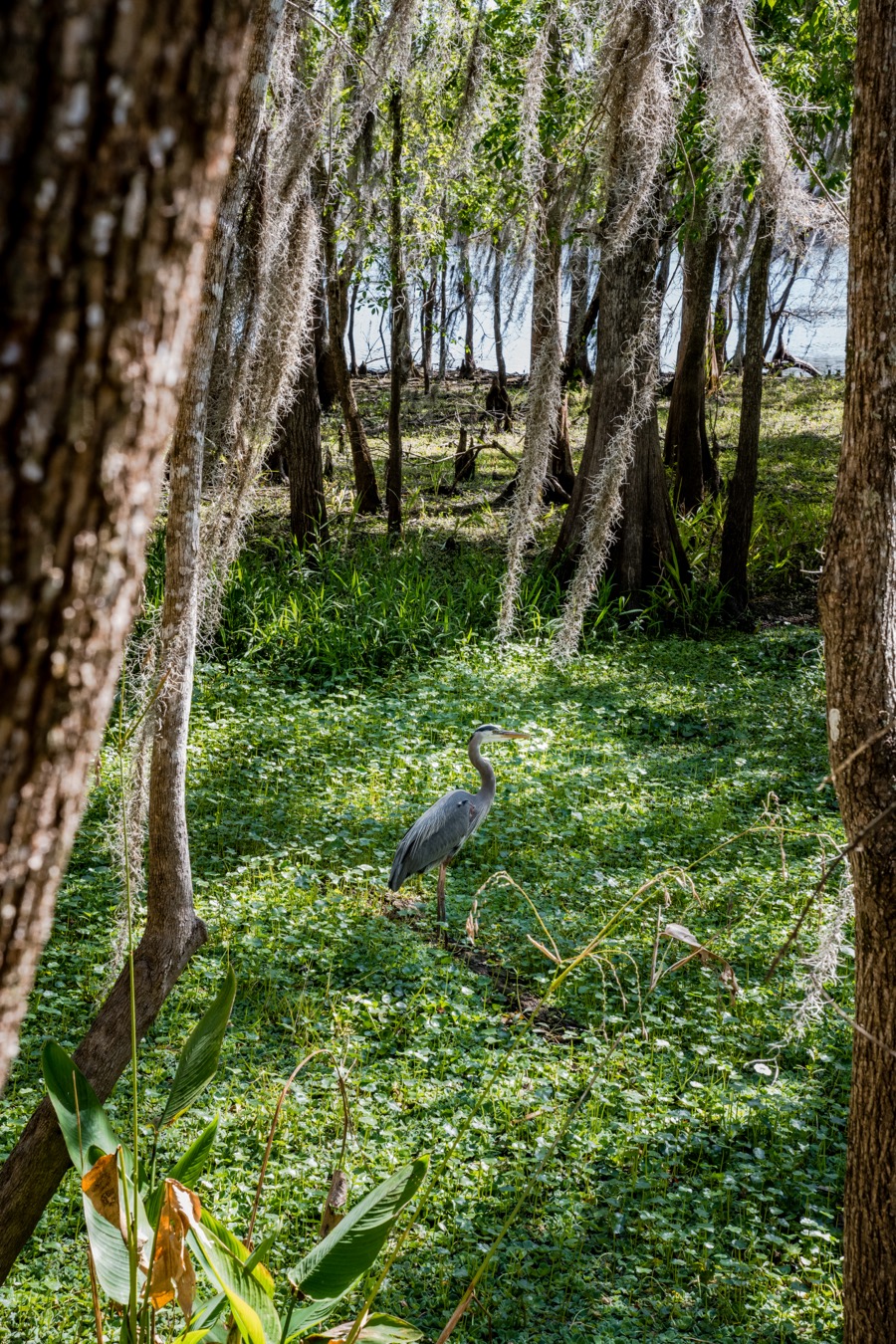 Great Blue Heron