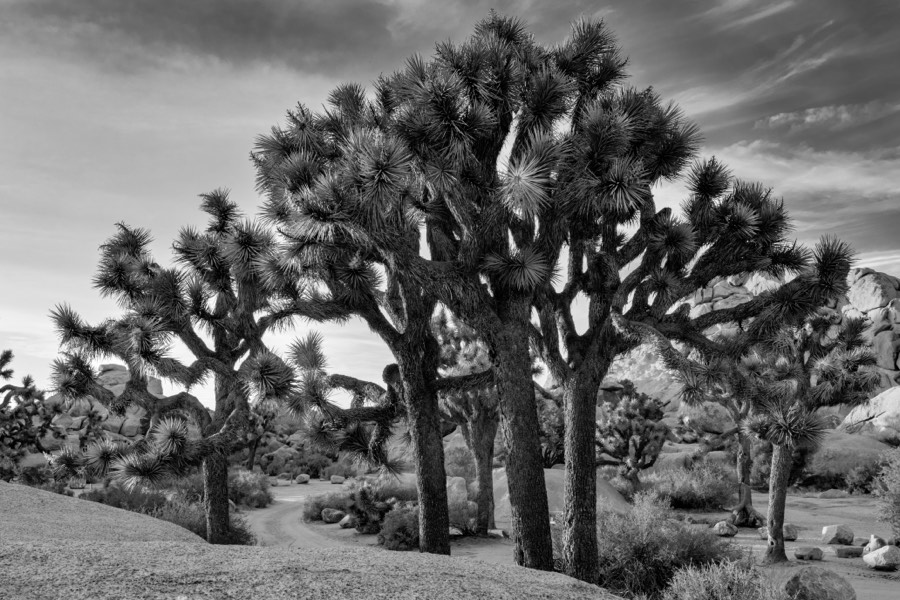 Joshua Tree National Park B&W