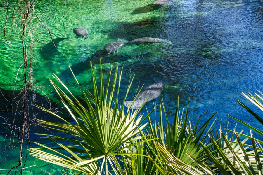 Blue Spring State Park