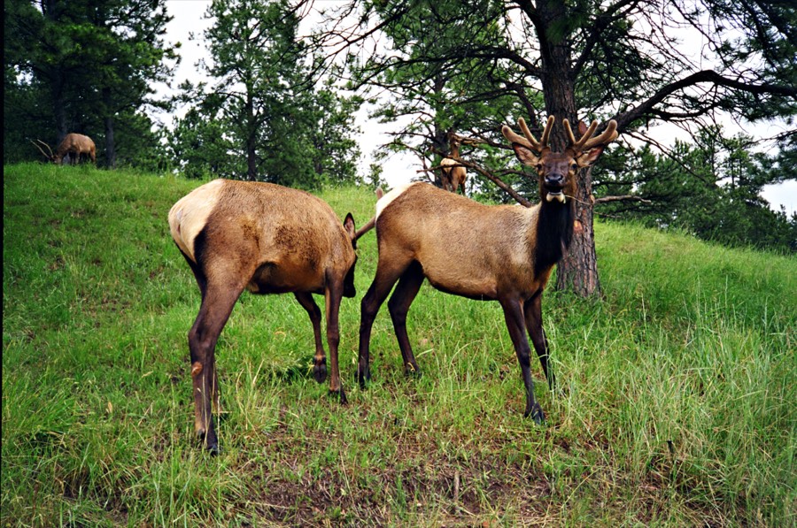 Elk