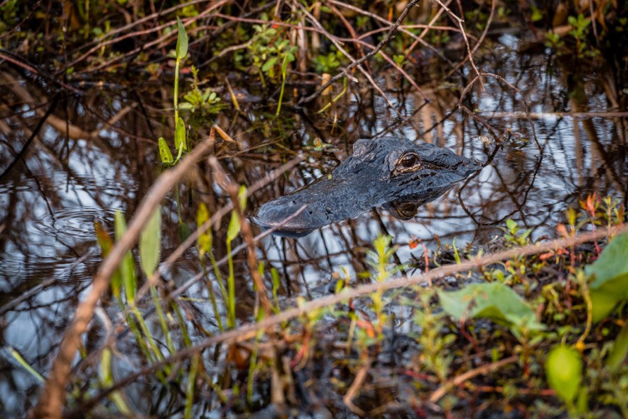 Gator