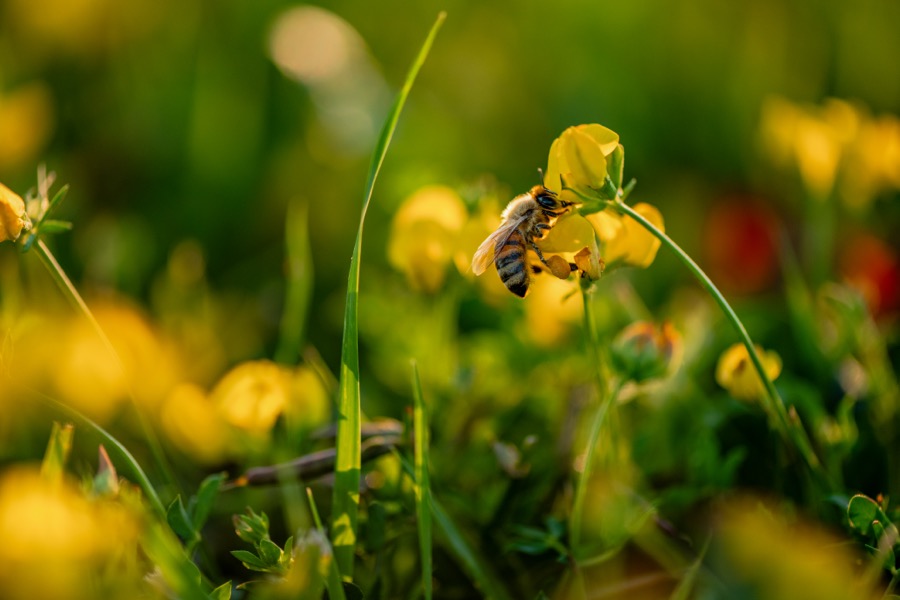 Busy Bee
