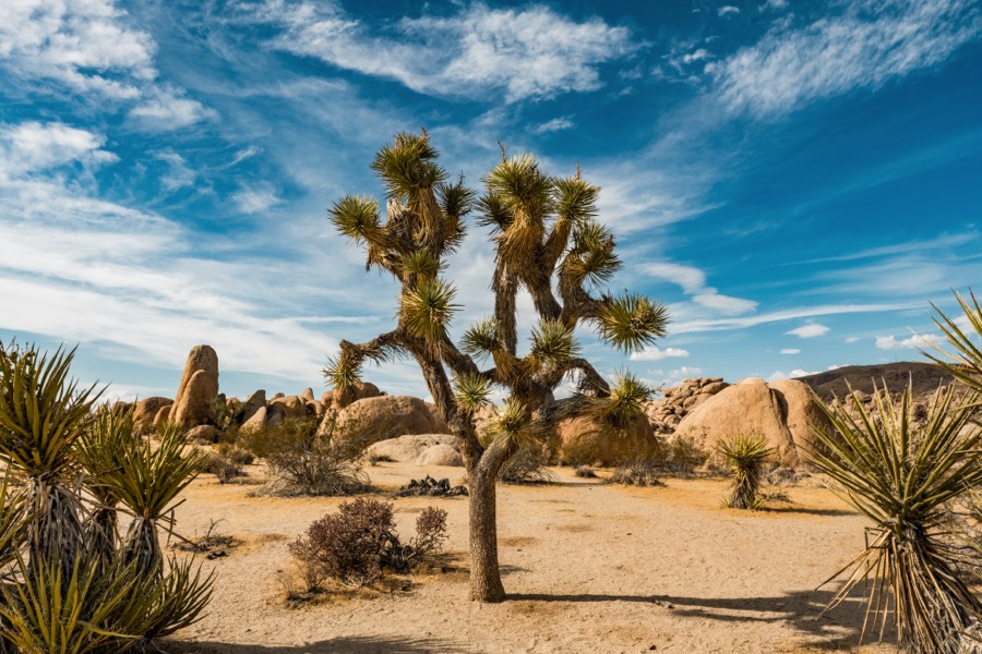 Blue Sky Joshua Tree