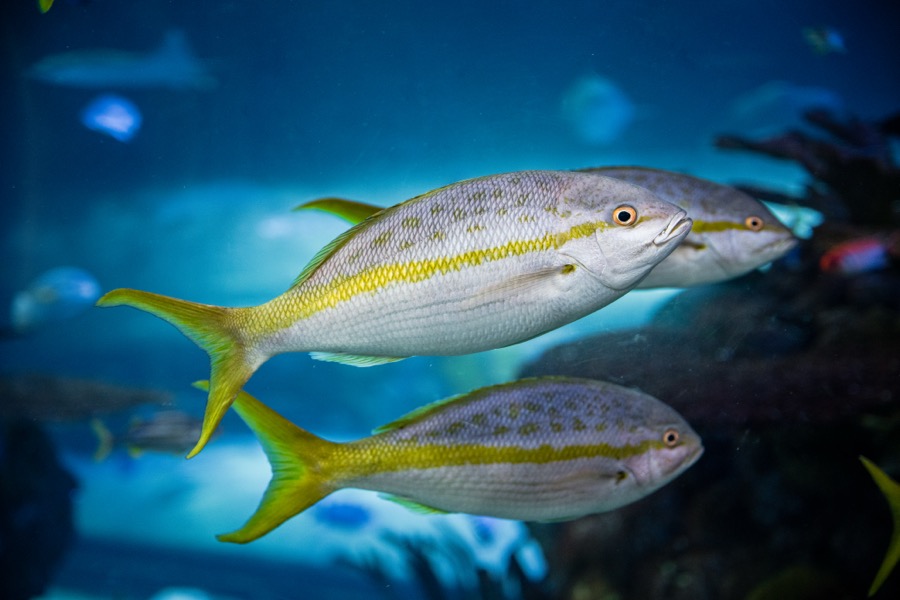 Yellowtail Snappers