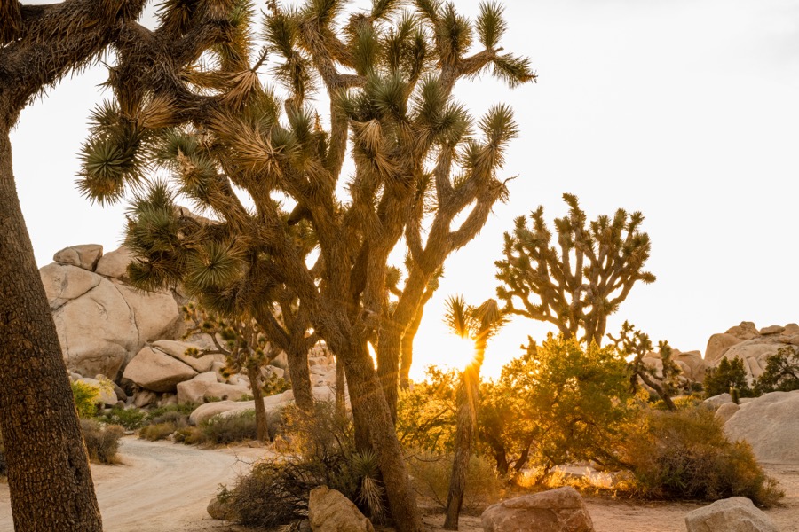 Joshua Trees Sun Glow