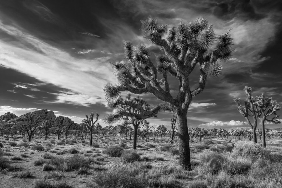 Joshua Tree National Park B&W