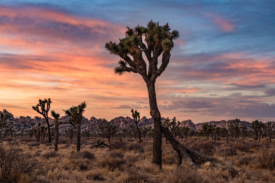 Joshua Tree National Park