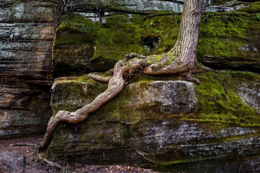Root  in Cuyahoga National Park