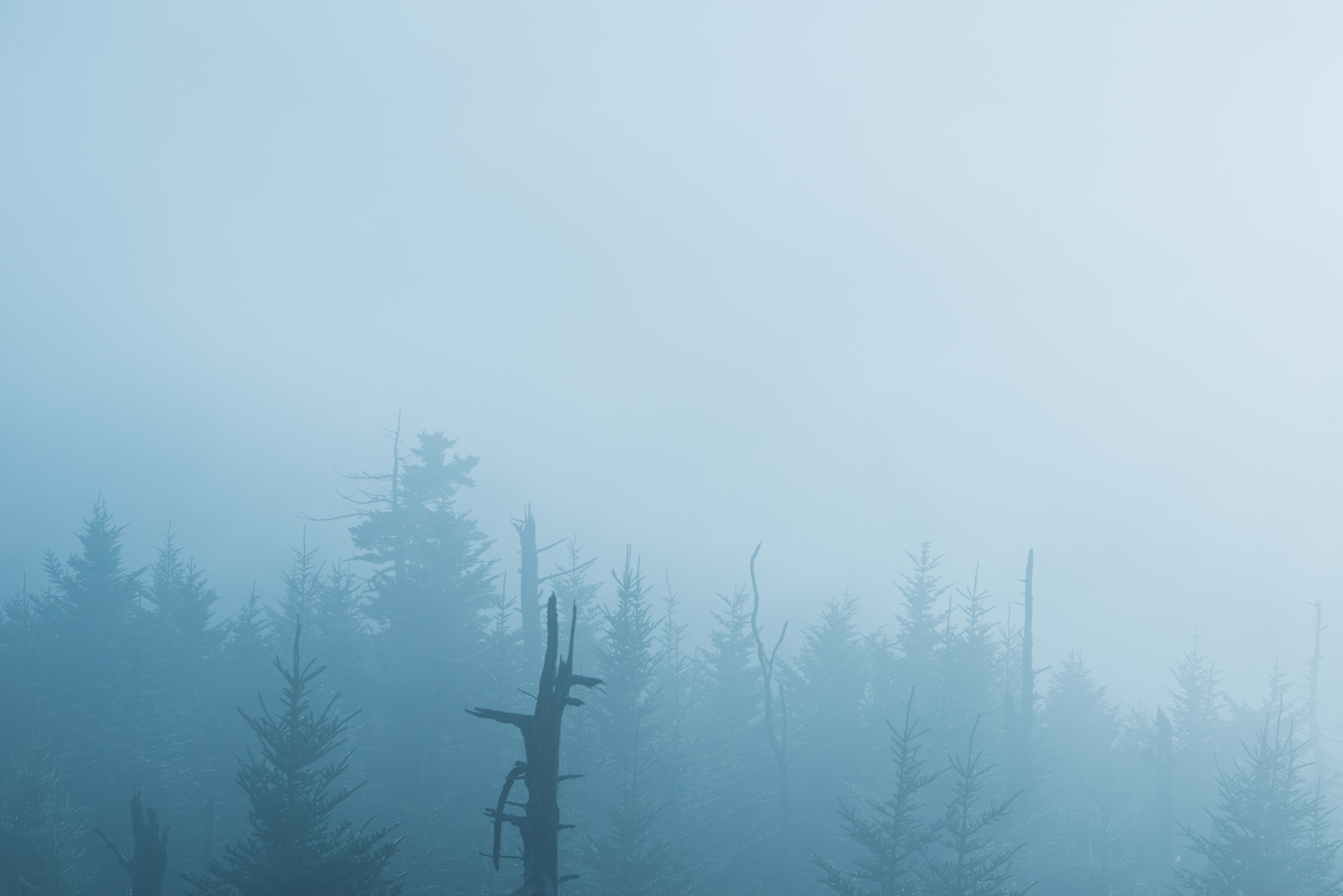 Blue Fog