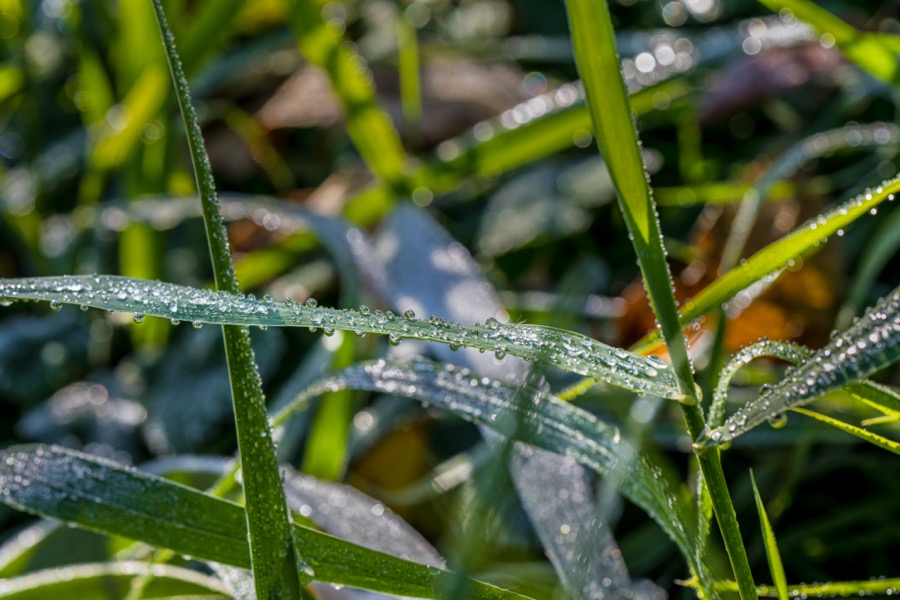 Dew Drops