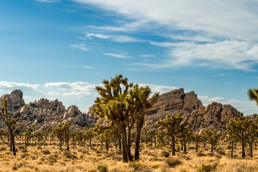 Sunny Landscape