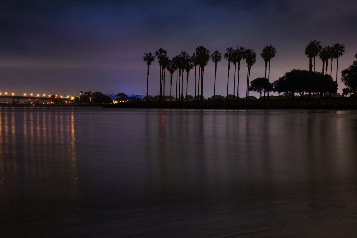 Palm Tree Silhouettes
