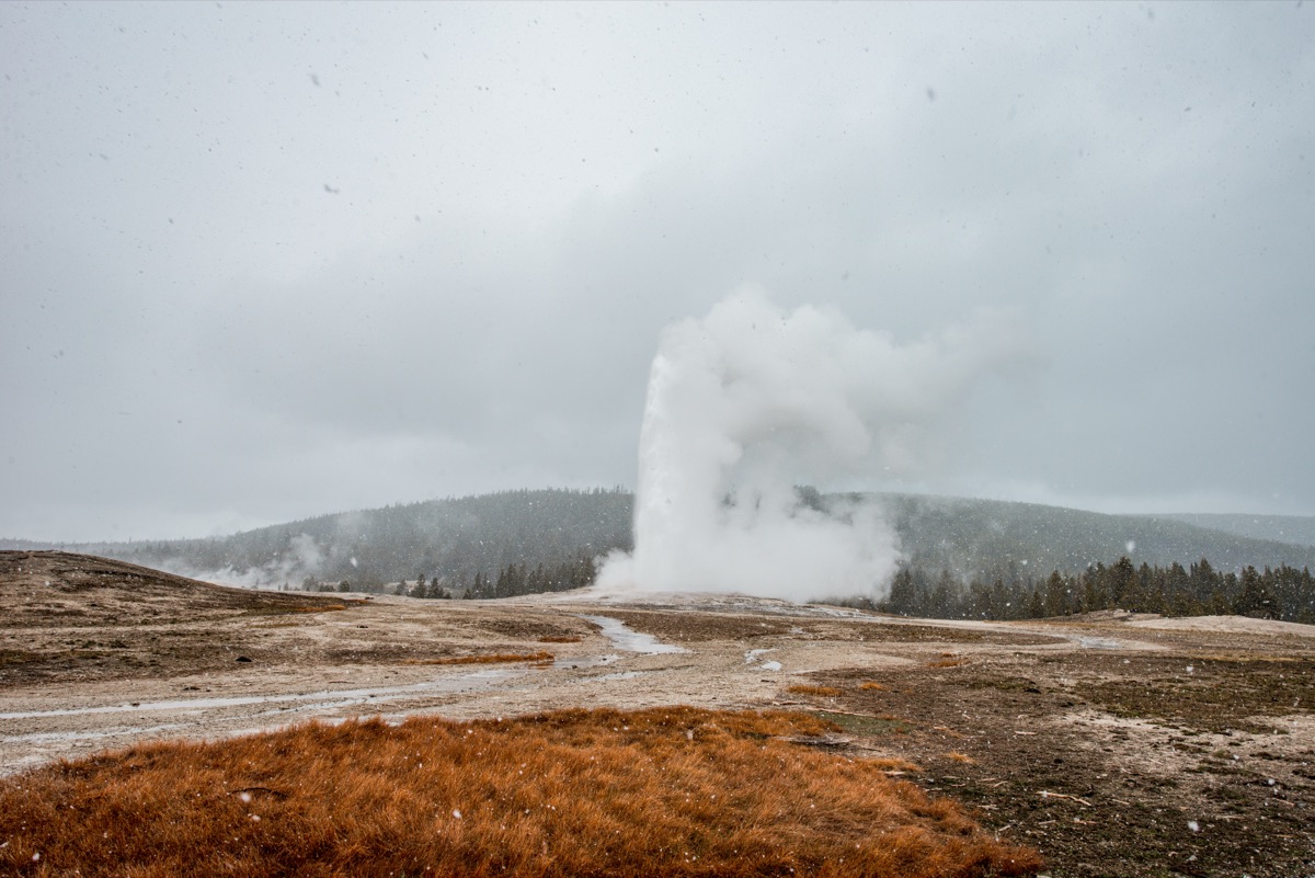 Old Faithful Yellowstone National Park