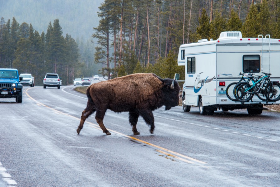Excuse Me Yellowstone National Park