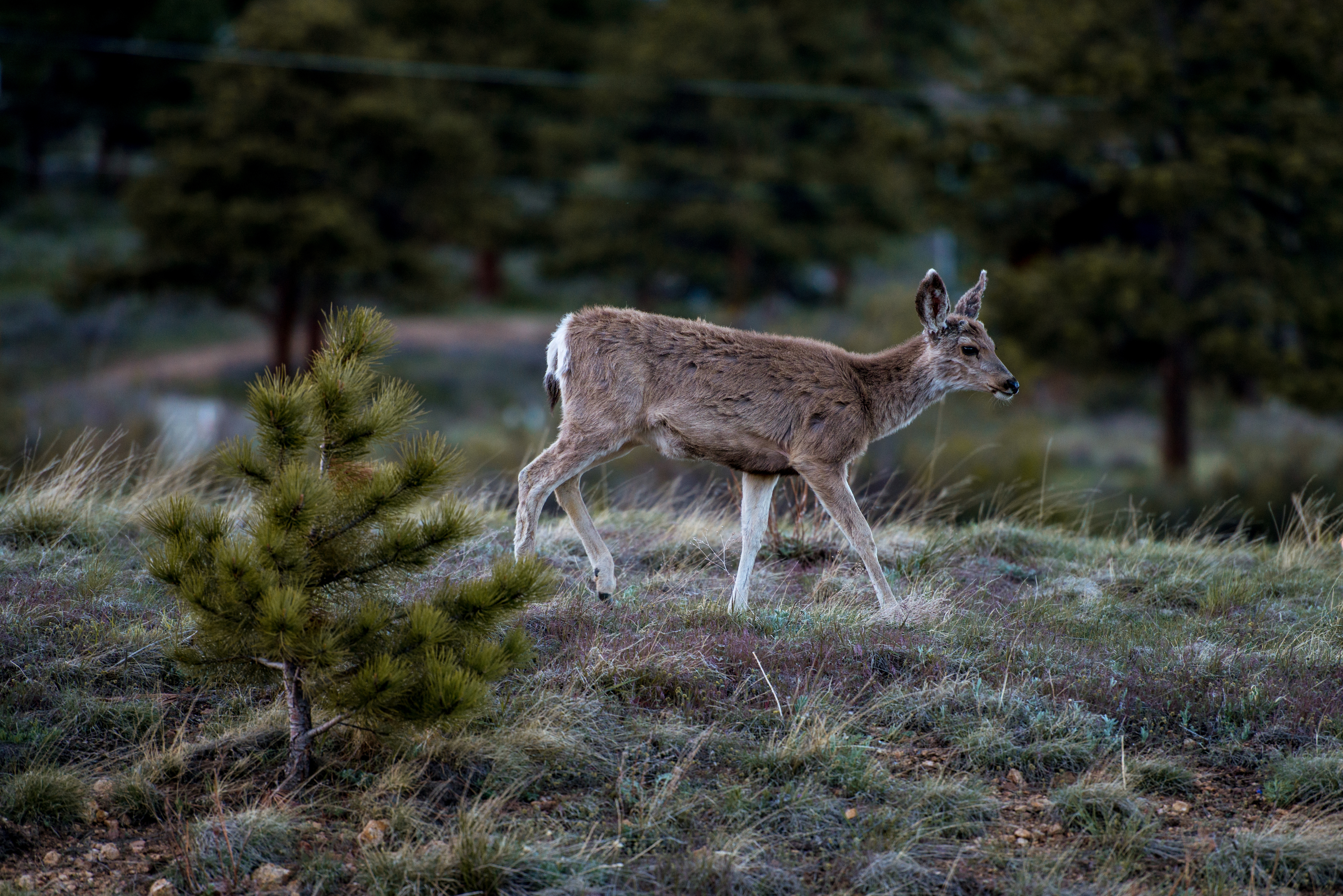 Evening Stroll