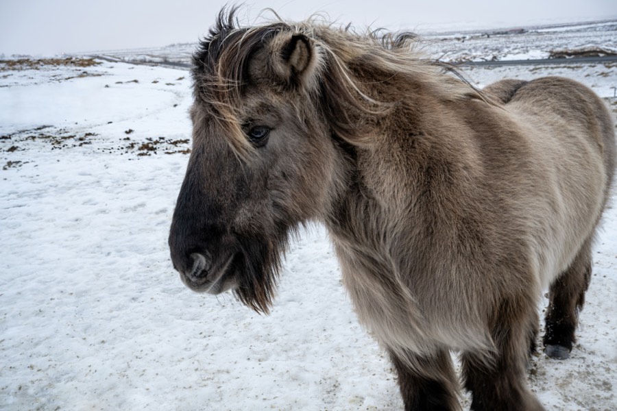 Icelandic horse in Countryside