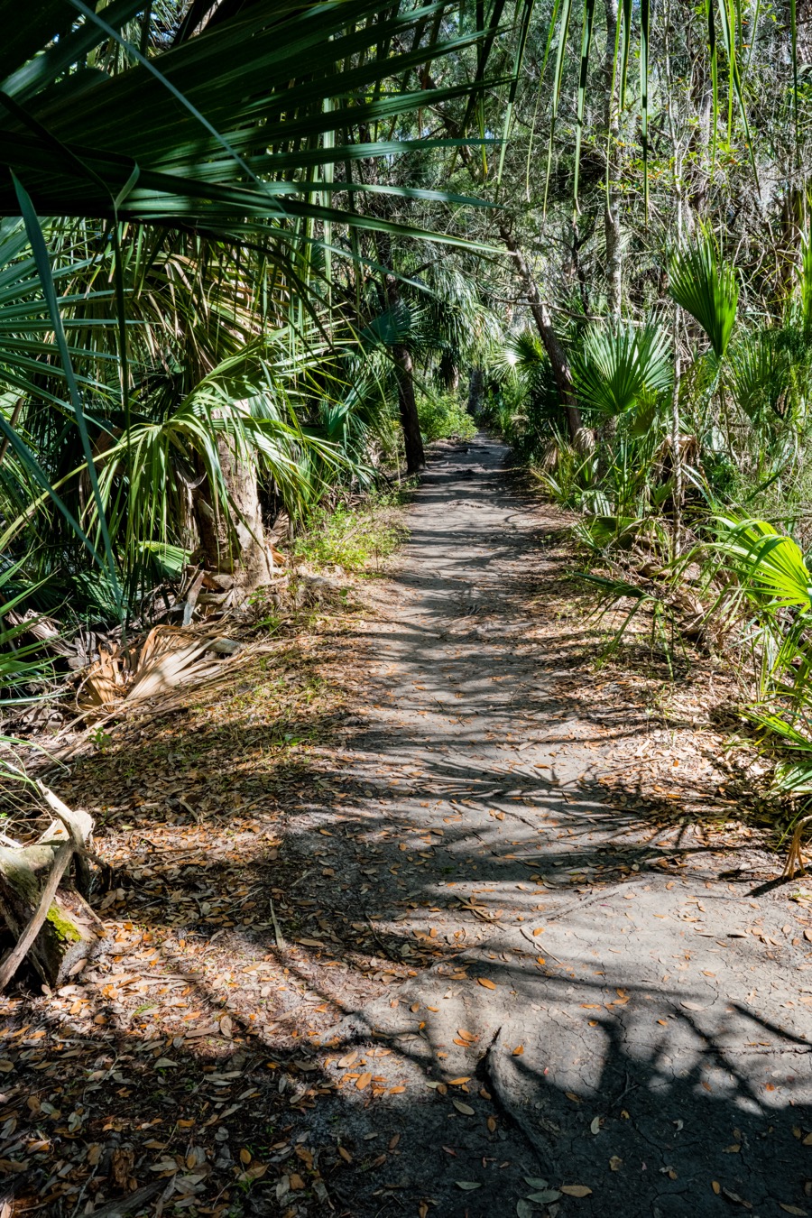 Black Bear Wilderness Area Trail