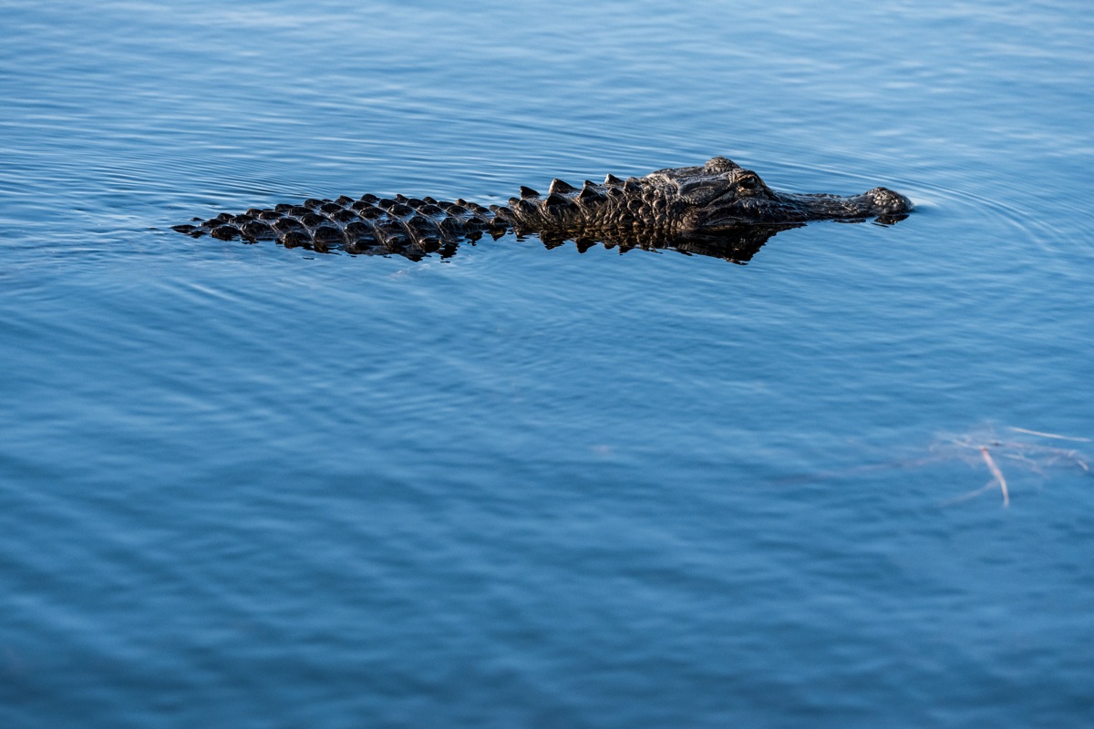Floating Gator