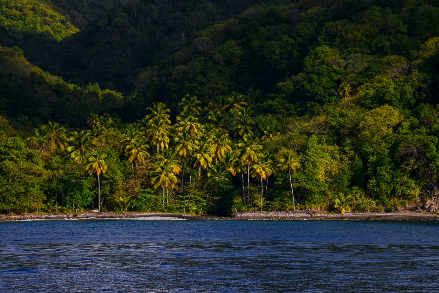 Beach Jungle