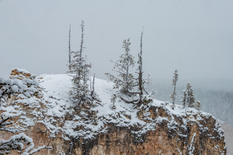 Snow Capped Pines Yellowstone National Park