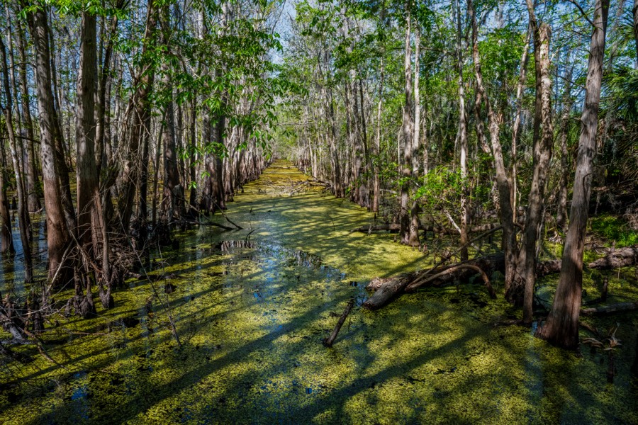 Black Bear Wilderness Area, FL