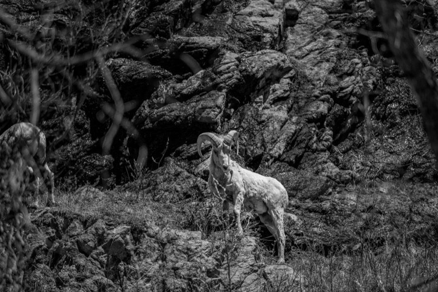 Rocky Mountain National Park Sheep
