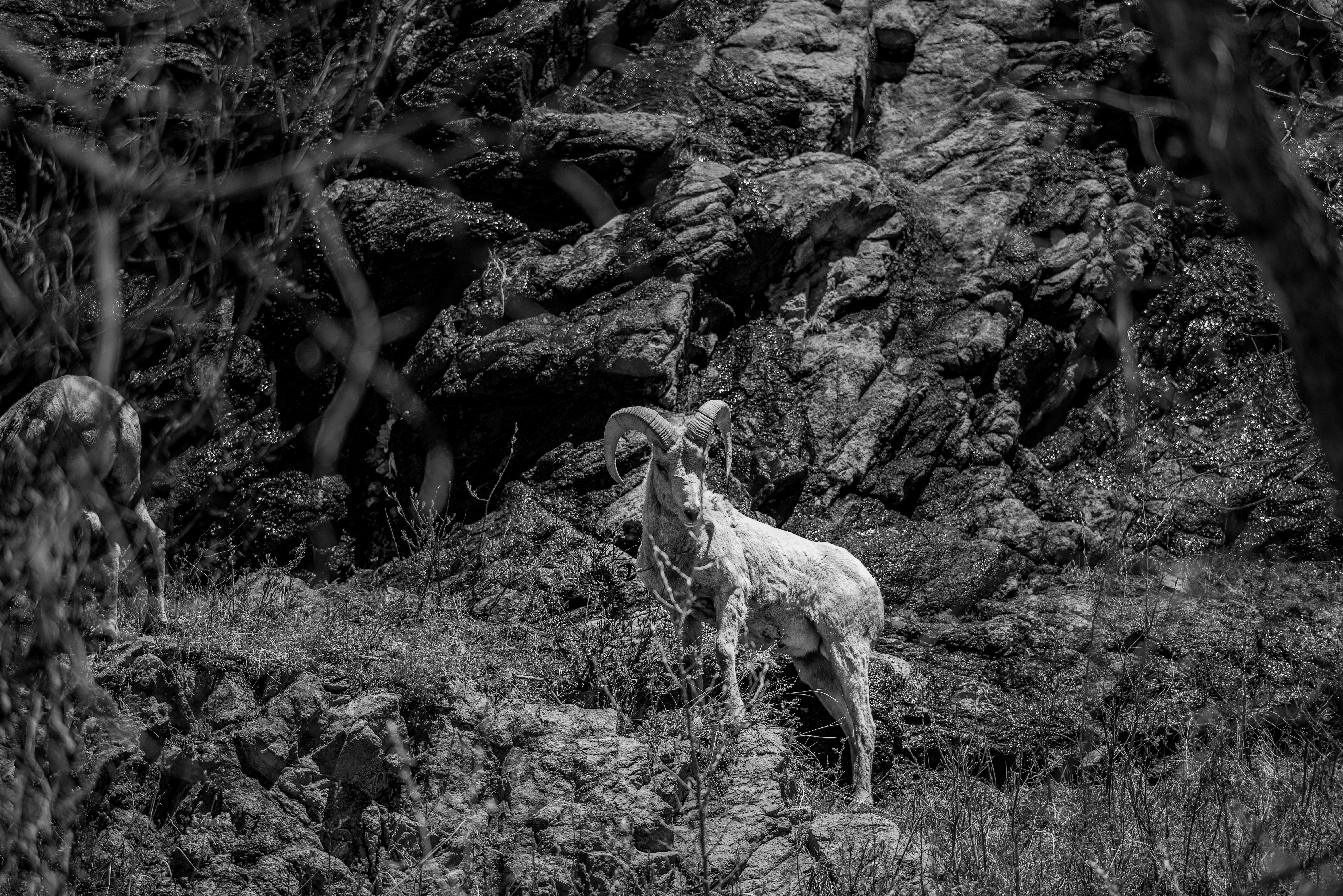 Rocky Mountain National Park Sheep