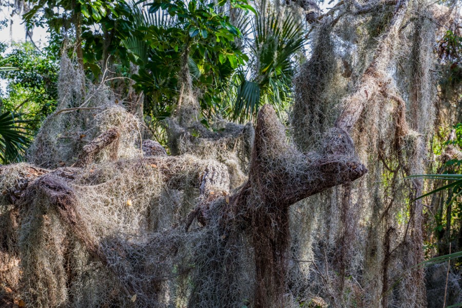 Moss Covered