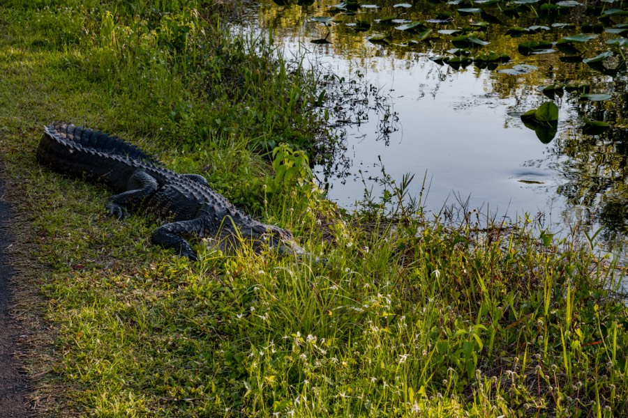 Alligator