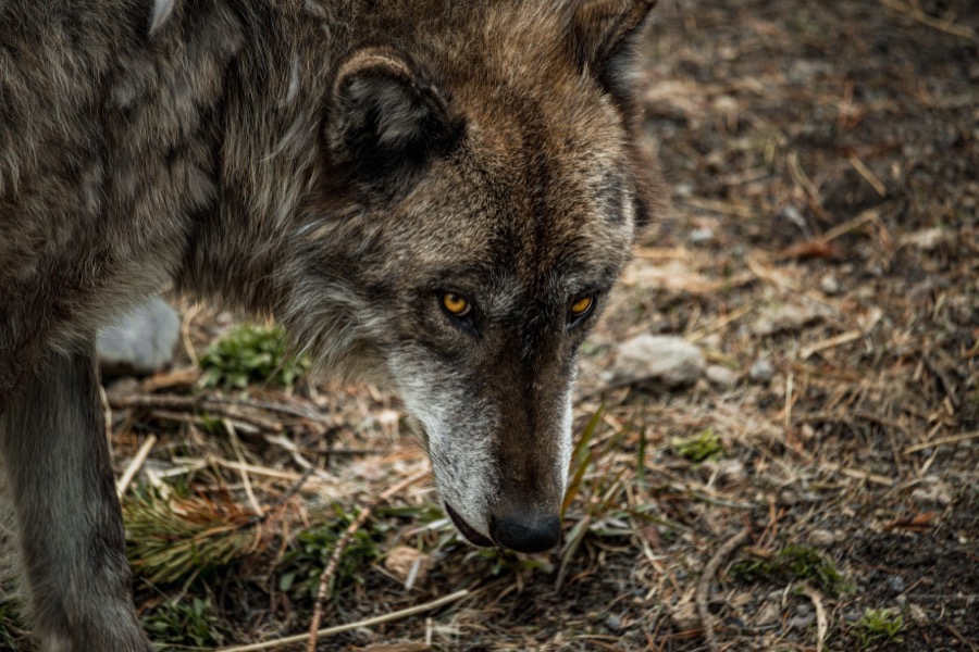 I See You Yellowstone Wolf