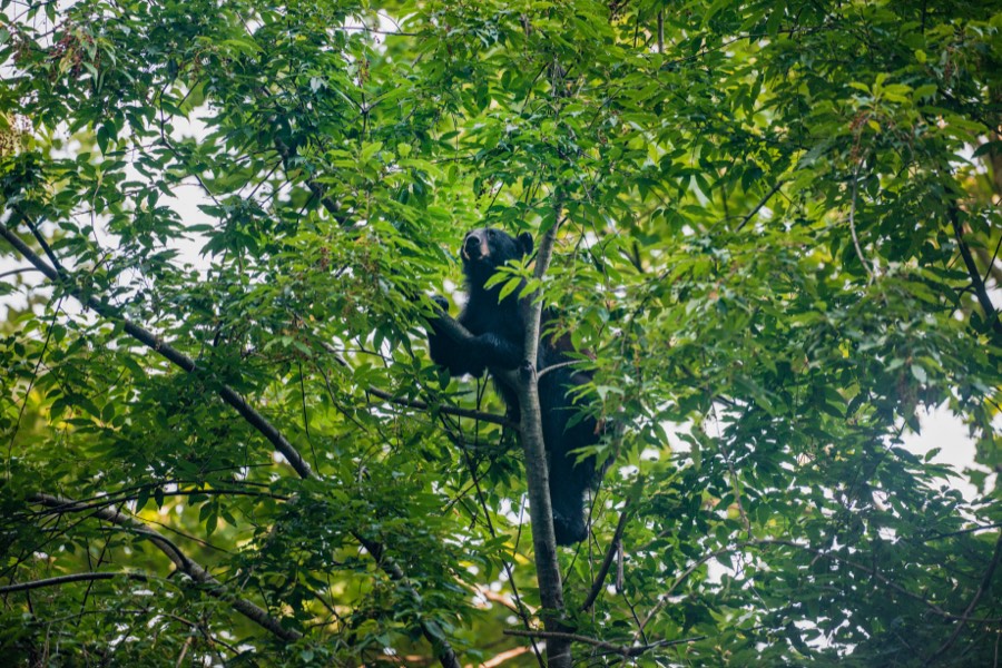 Black Bear