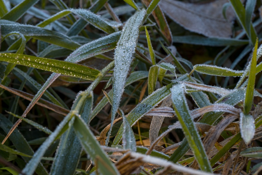 Frost Crystals