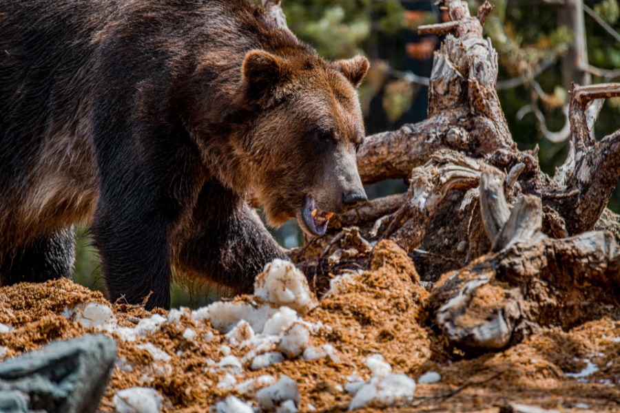 West Yellowstone Grizzley