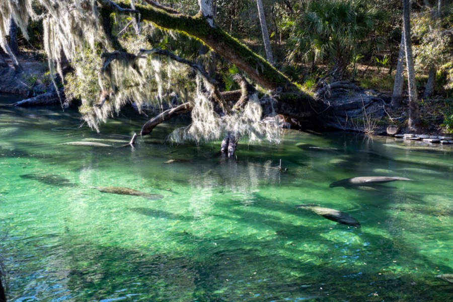 Blue Spring State Park Manatees