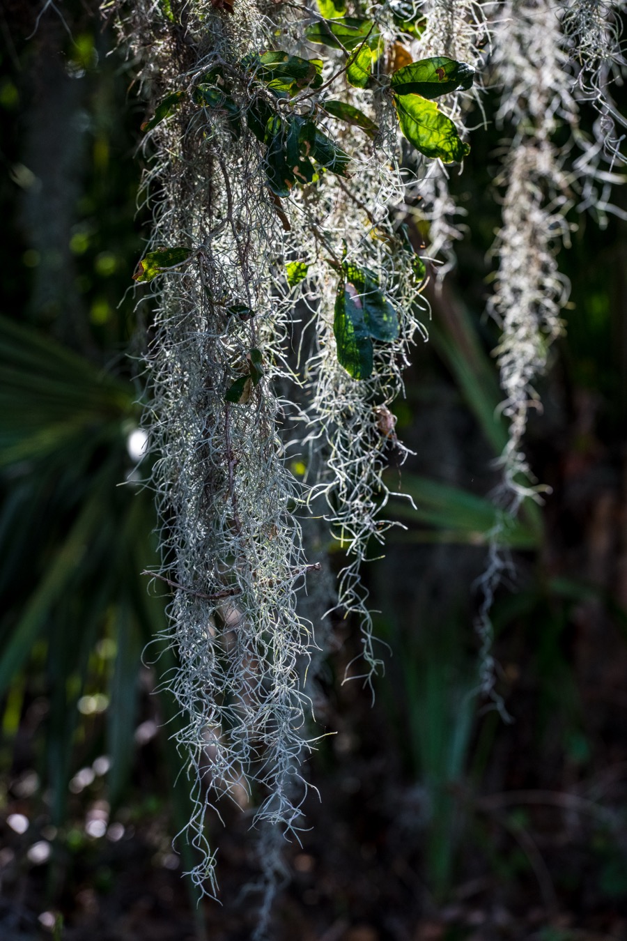 Sunlight on Spanish Moss