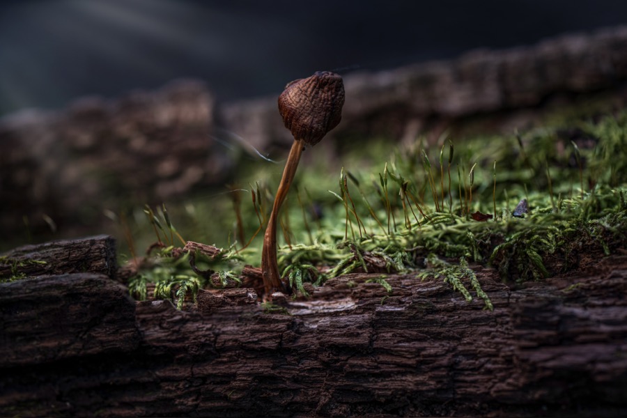 Tiny Shrum