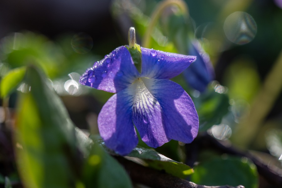 Sweet Violet