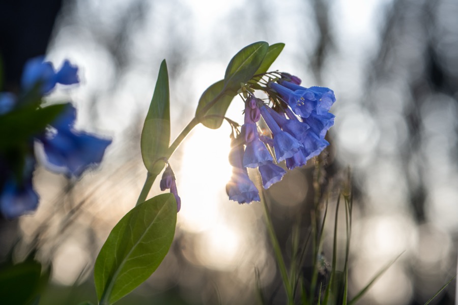 Sun Kissed Bluebells