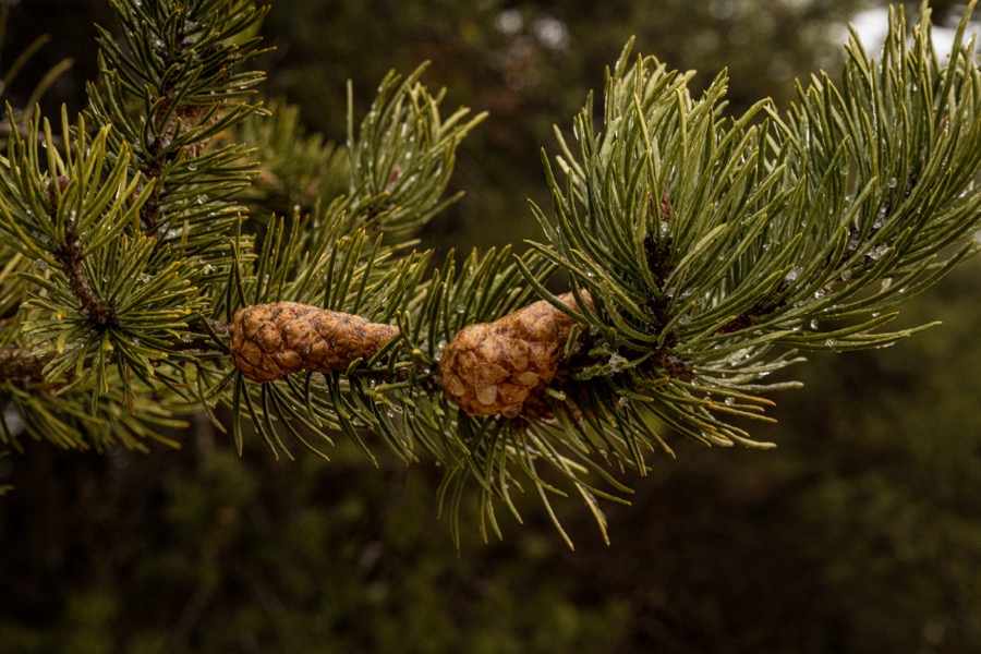 Ice Covered Pinecones