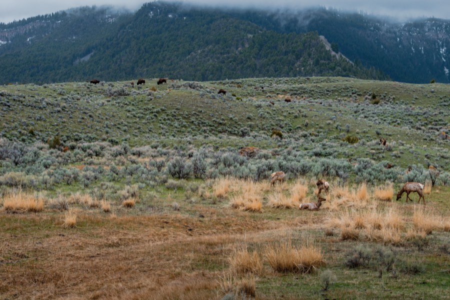 Elk & Bison in Yellowstone National Park