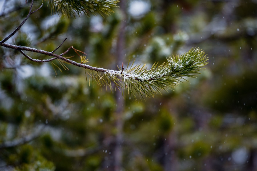 Whispers of Winter