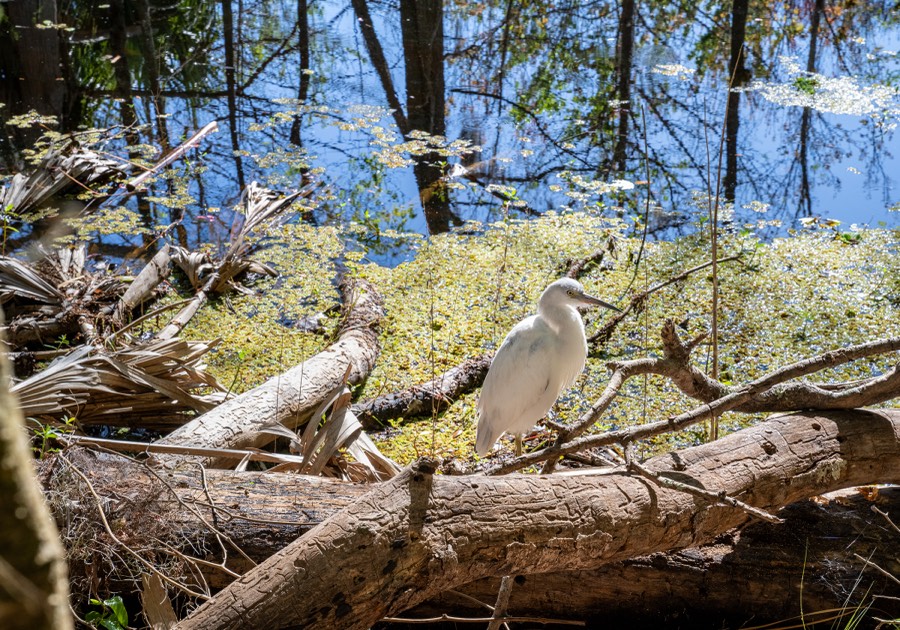 Black Bear Wilderness Area Egret