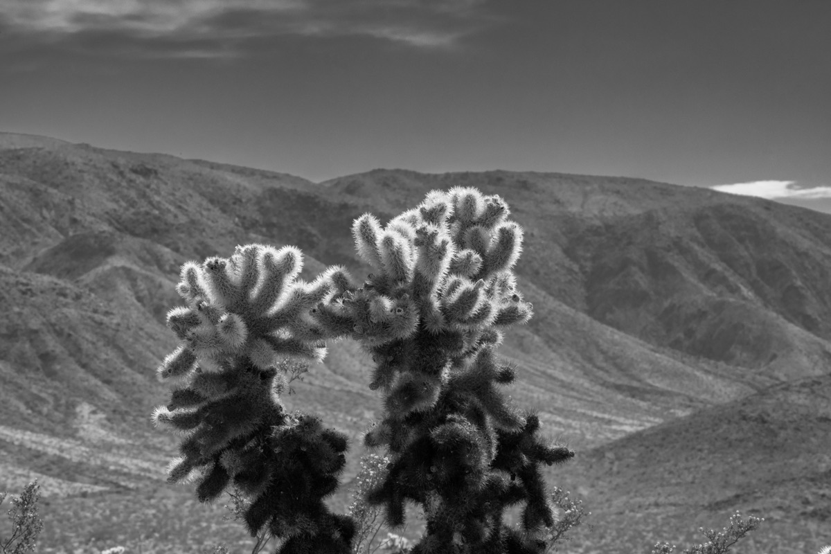 Glowing Cholla