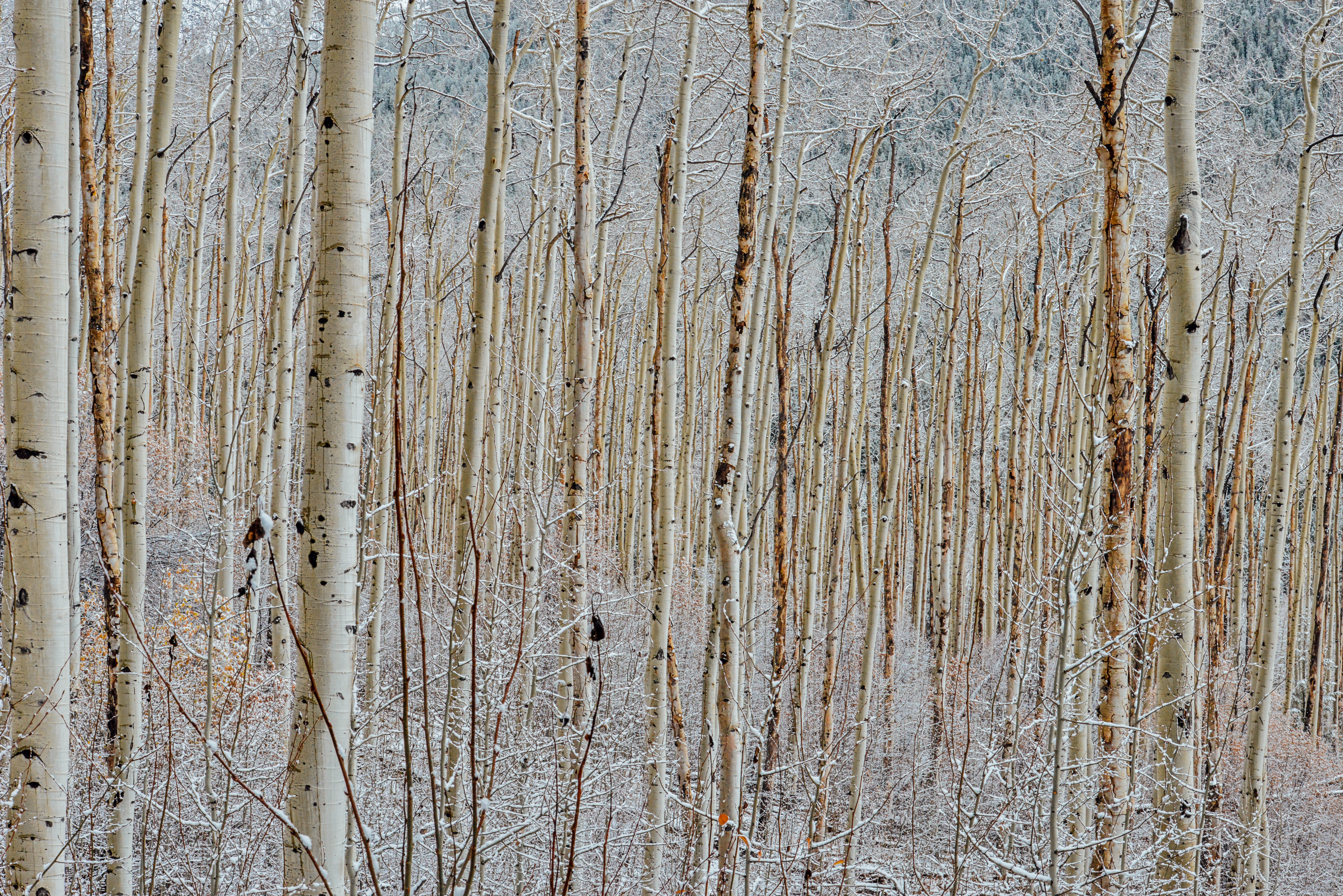Aspen Trees in the Snow