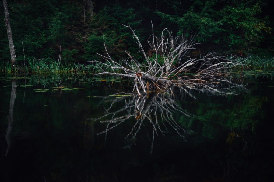 Downed Pine