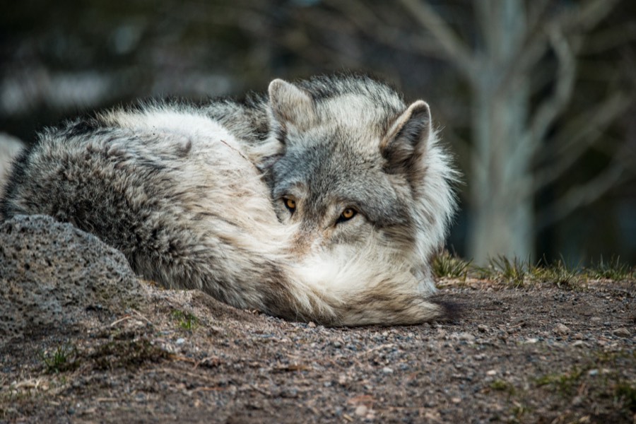 West Yellowstone Wolf