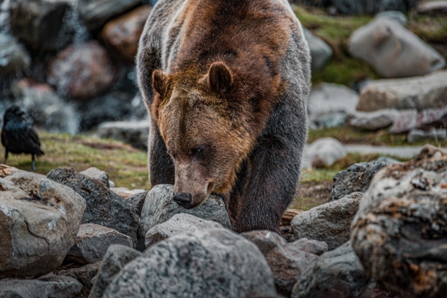 Sniffing Grizzley Bear Yellowstone